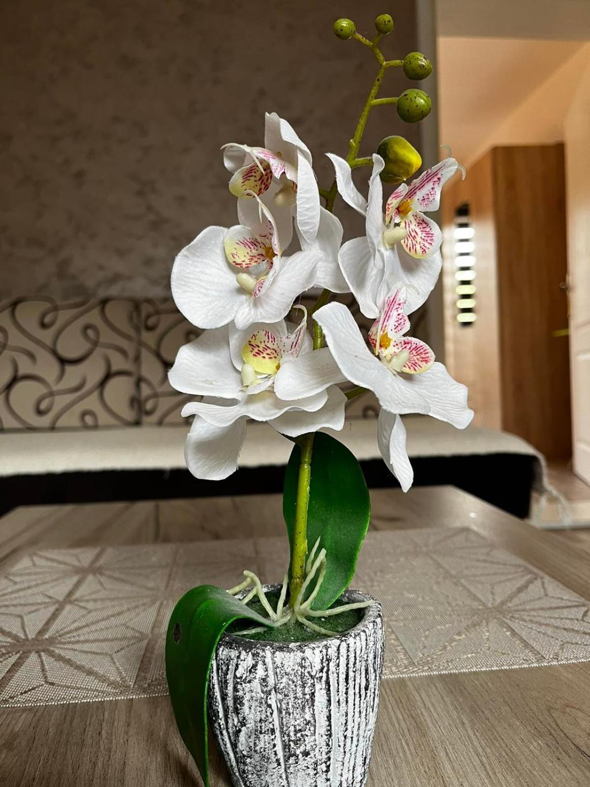 Apartmani Nikolic วิเชกราด ห้อง รูปภาพ